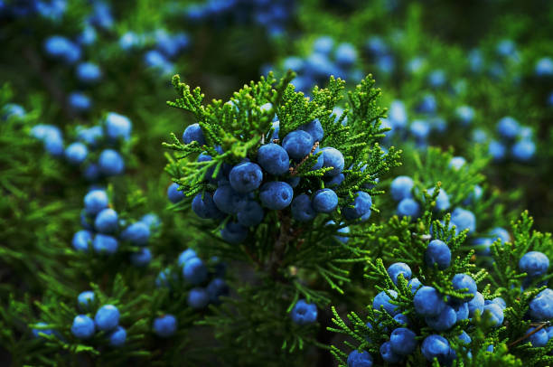 Juniper seed cones ripening on a juniper plant
