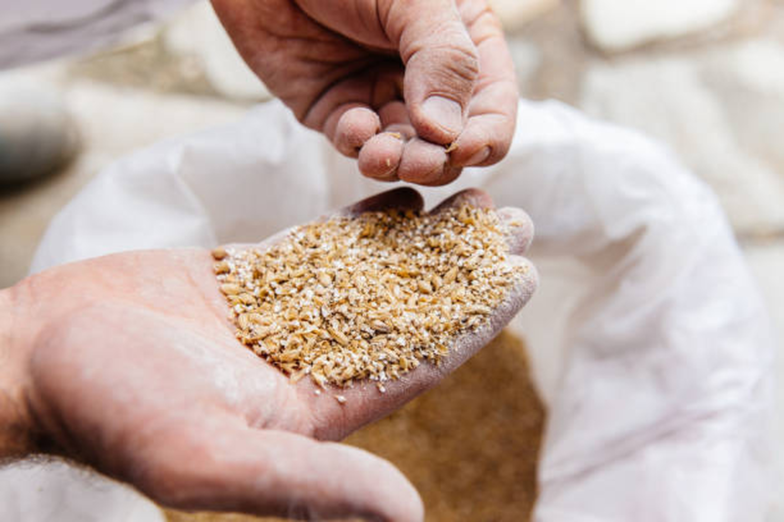 Distiller handling grain before American whiskey mashing