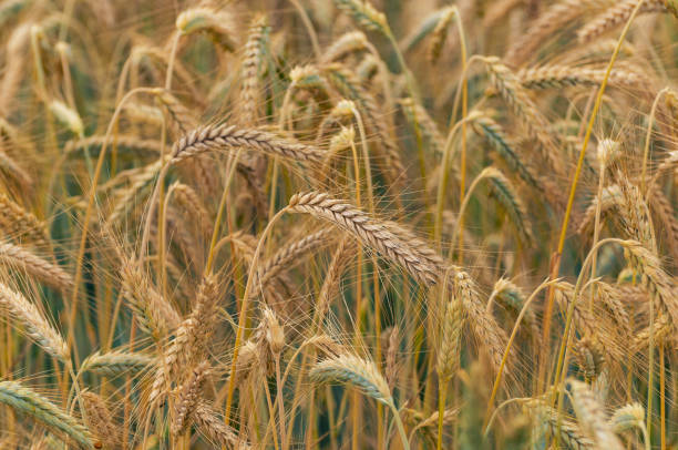 Close view of a rye field with mature rye ears