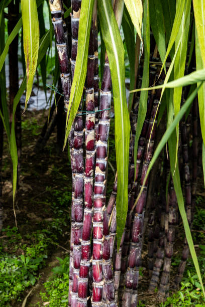 Mature coloured sugar cane stalks