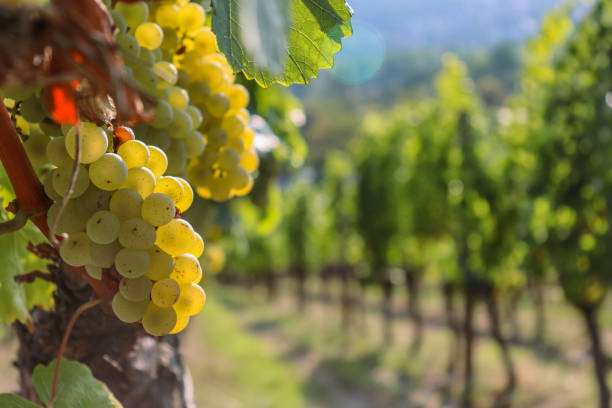 White wine grapes approaching harvest
