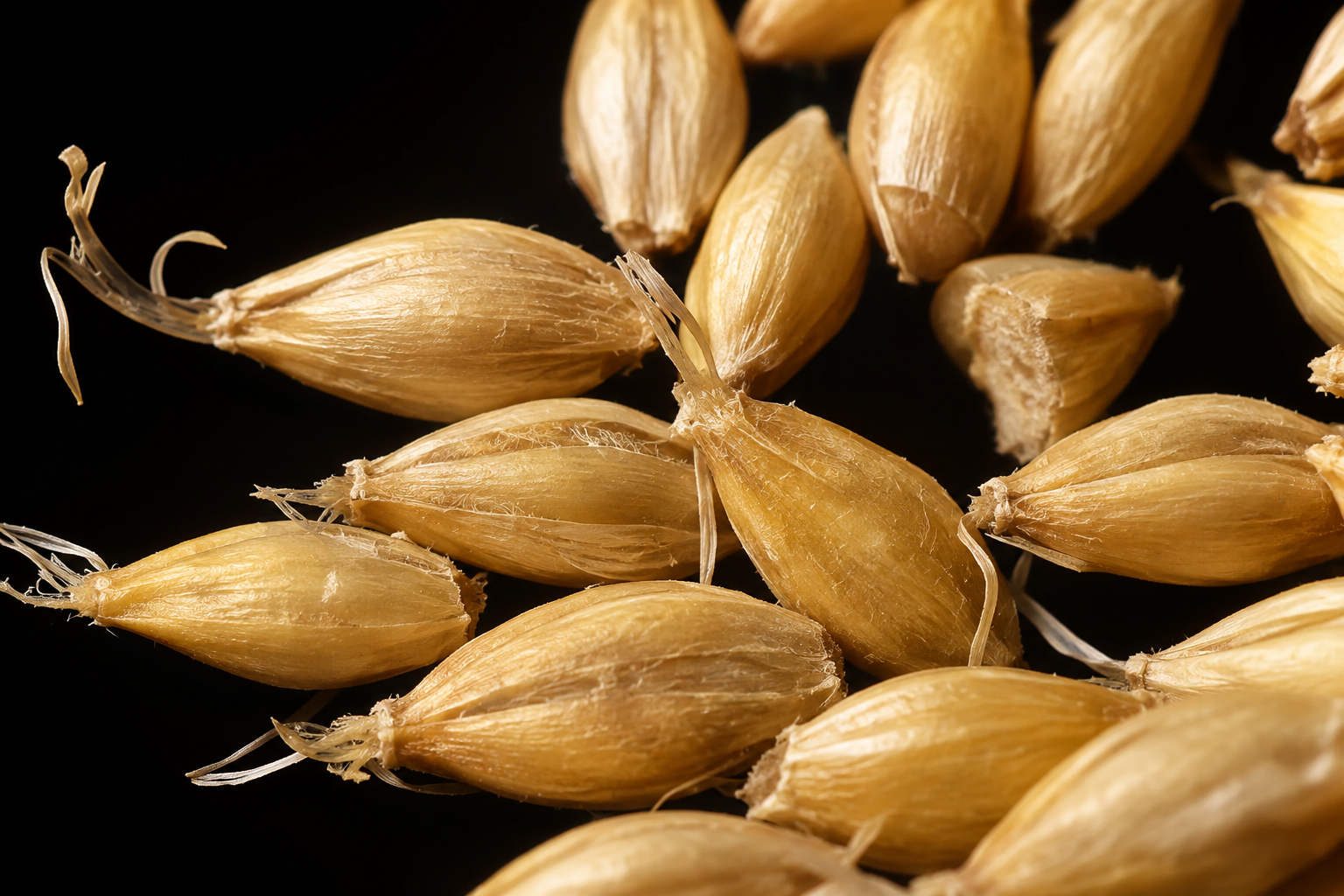 Malted barley kernels after germination and drying