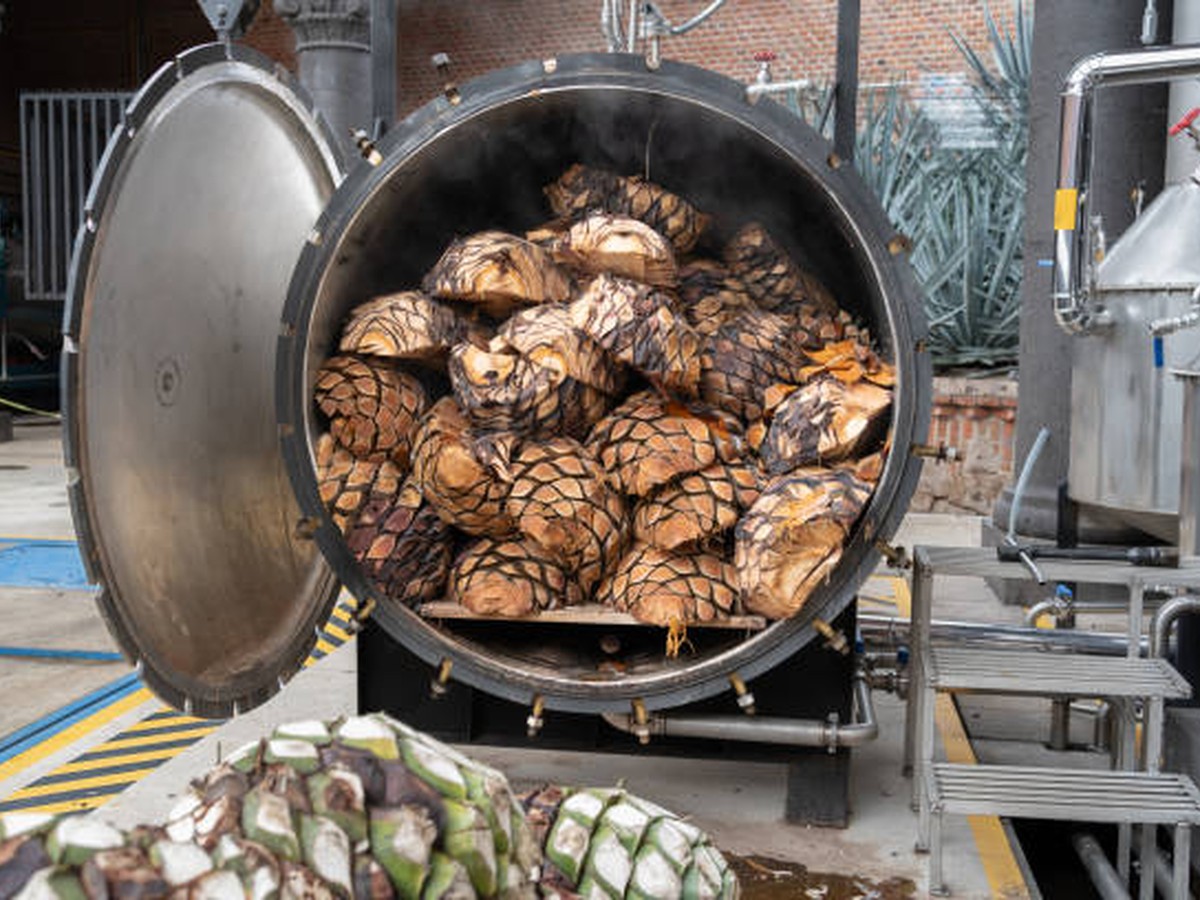 Cooked Blue Weber agave piñas in a stainless-steel autoclave