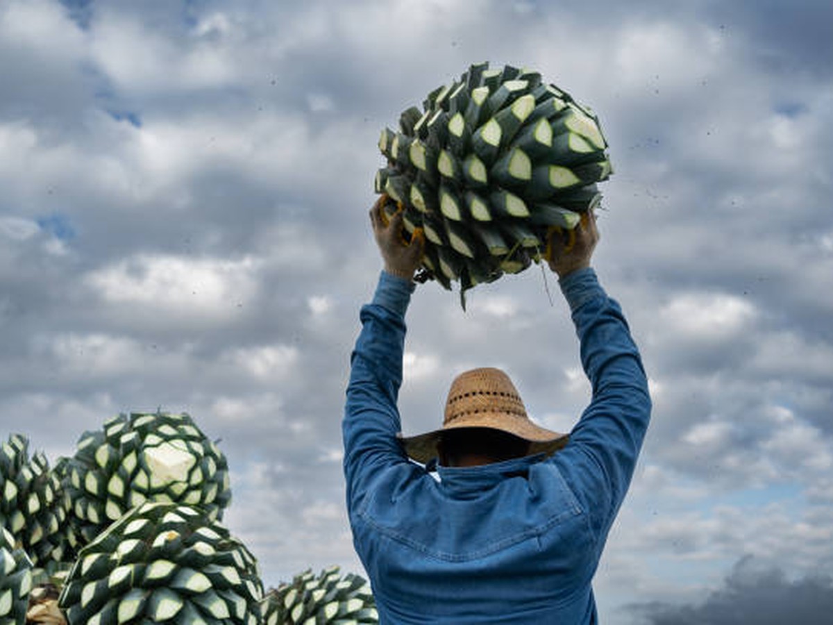 A jimador carrying a Blue Weber agave piña