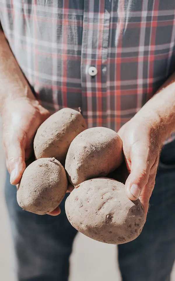 Fresh potatoes held after harvest